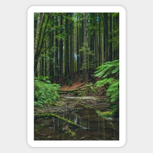 Otways Redwood Forest Sticker